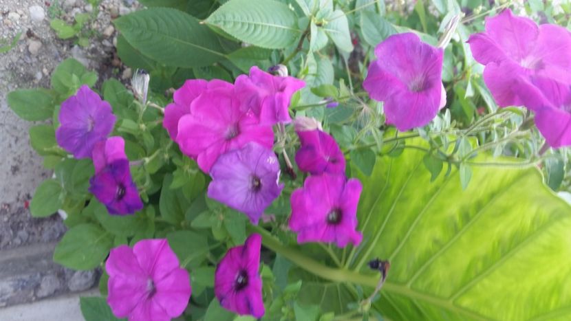 2021-07-11 11.24.30 - Flori si copii blanosi