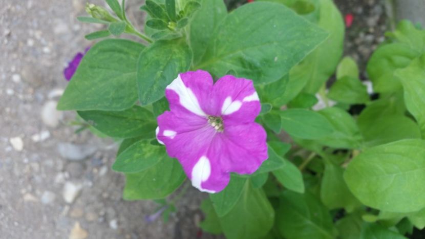 2021-07-11 11.24.47 - Flori si copii blanosi