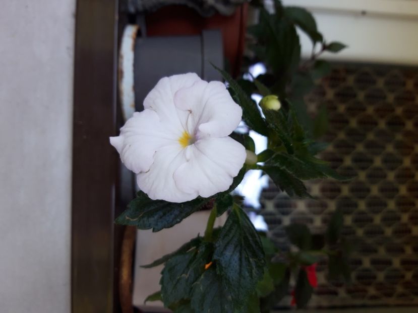  - Achimenes