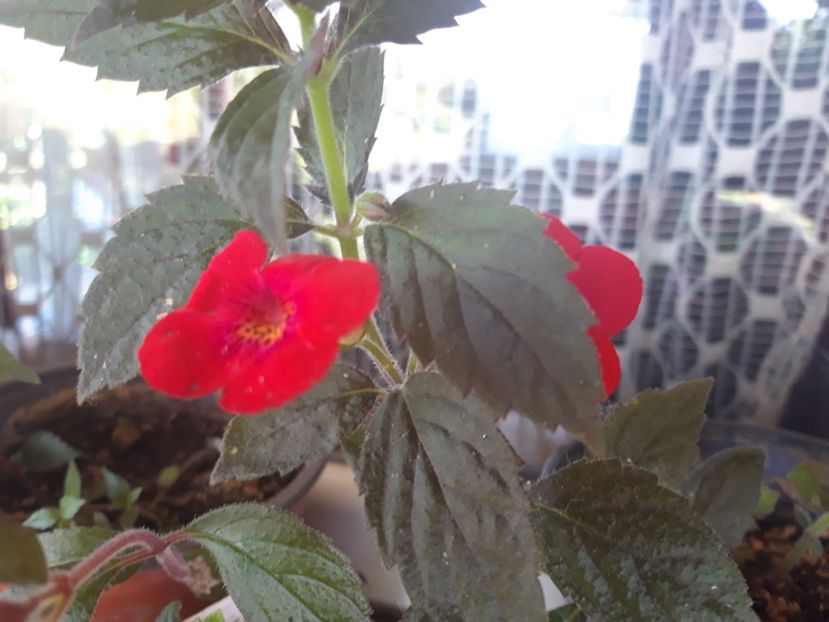  - Achimenes