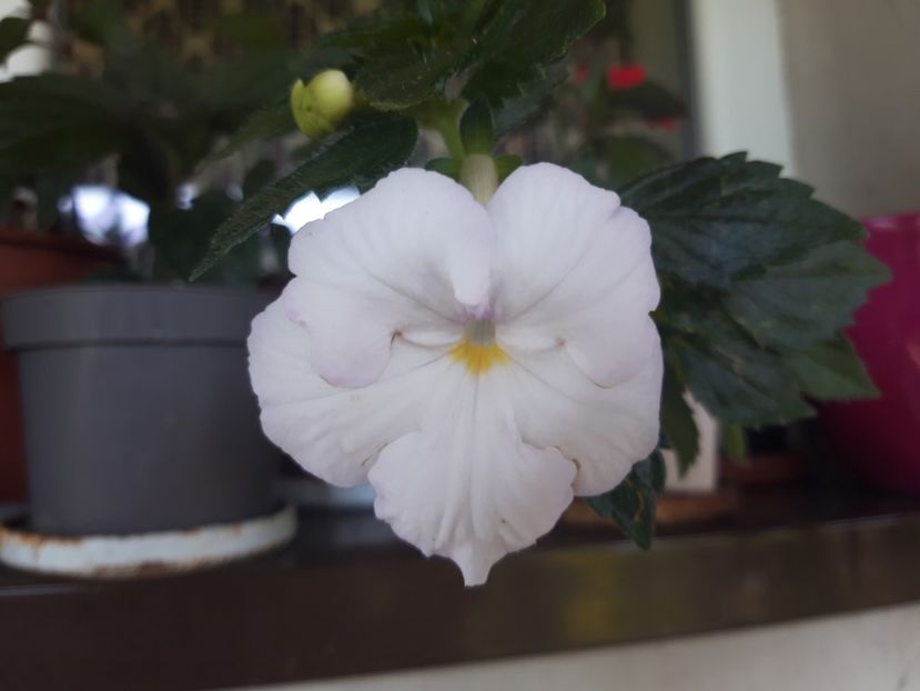  - Achimenes