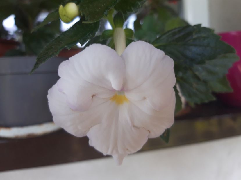  - Achimenes
