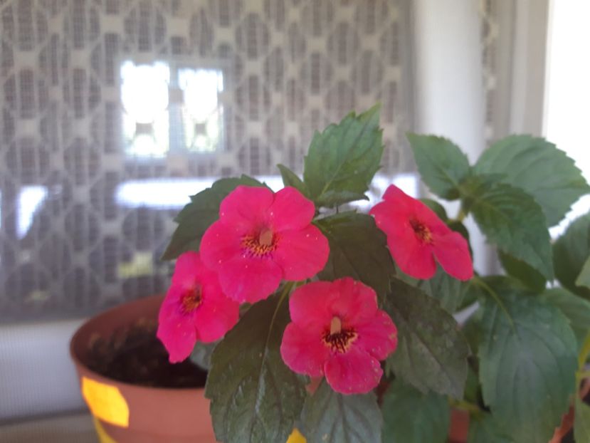  - Achimenes