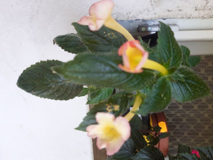  - Achimenes