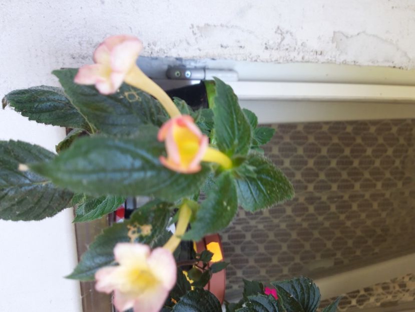  - Achimenes