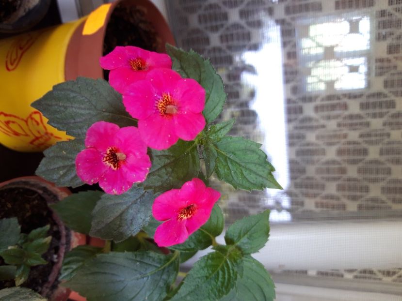  - Achimenes