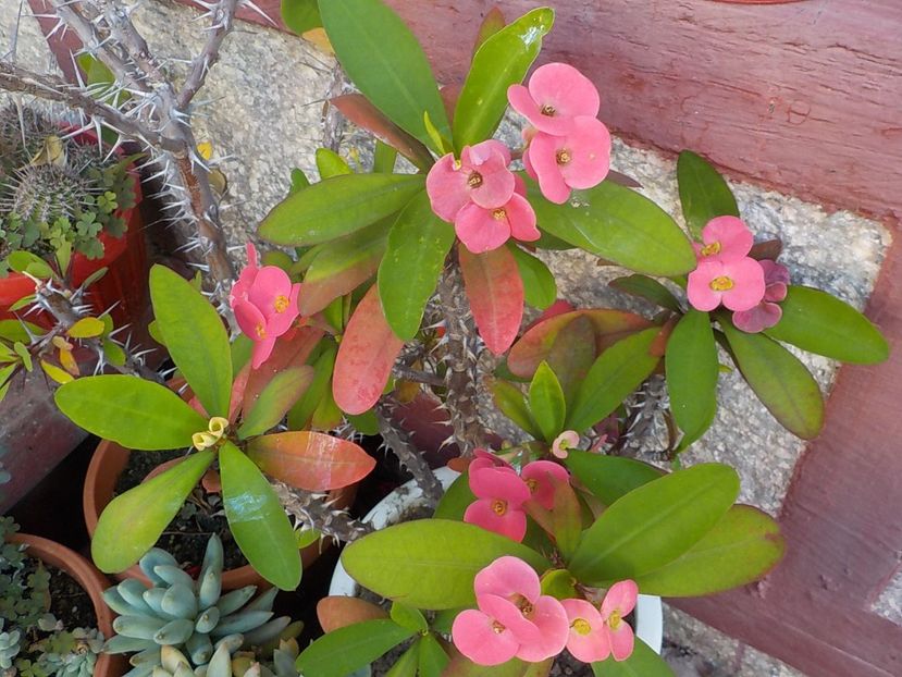  - euphorbia milli