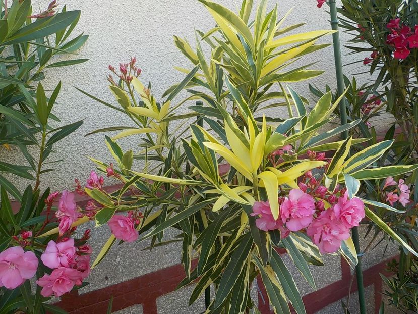  - variegat nr 24