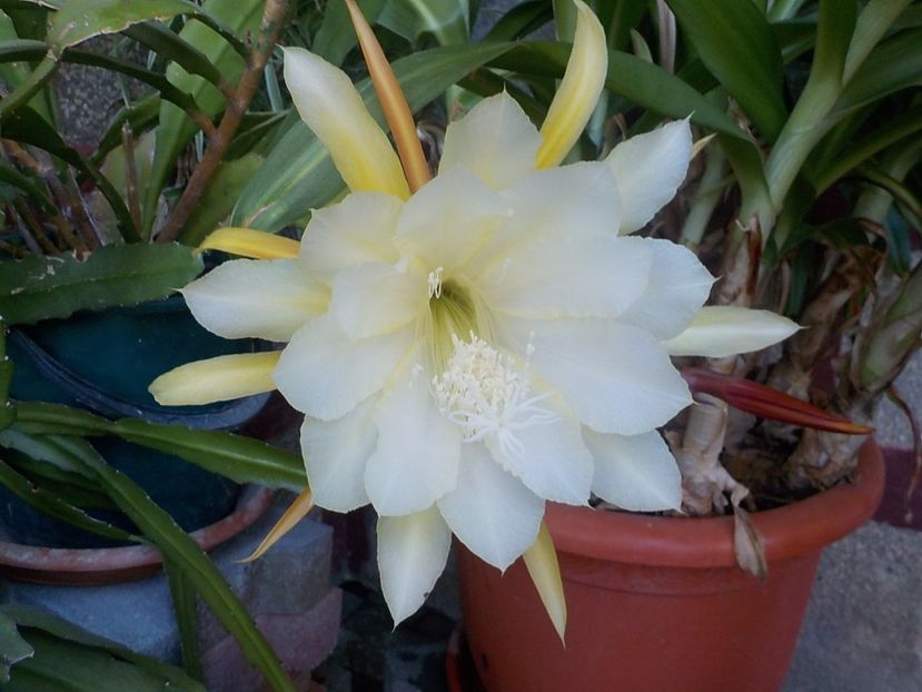  - Genul Epiphyllum