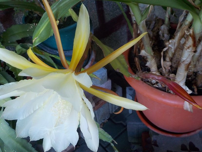  - Genul Epiphyllum