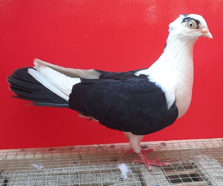  - Porumbei care mi-au aparținut 2