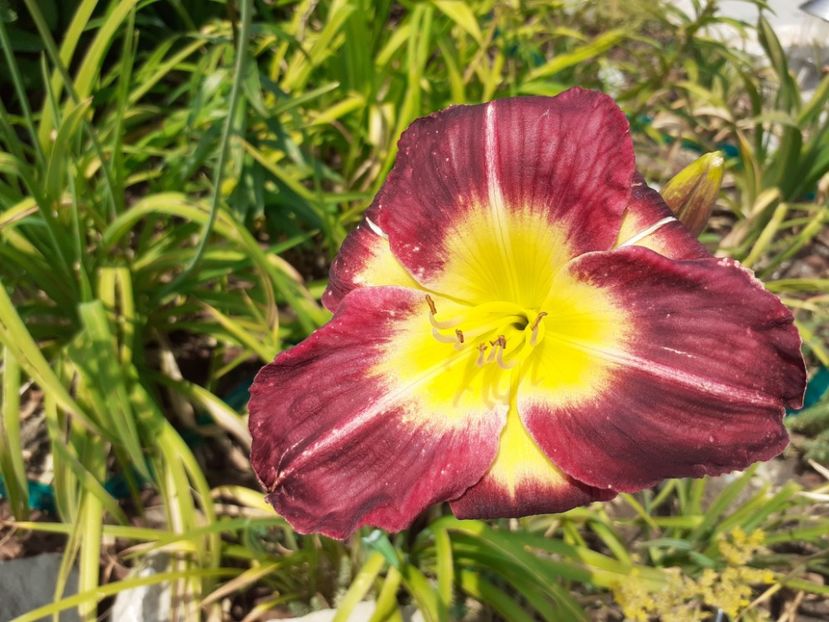 Night beacon - Hemerocallis 2021