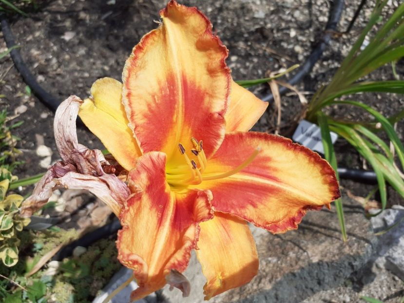 Volcano queen - Hemerocallis 2021