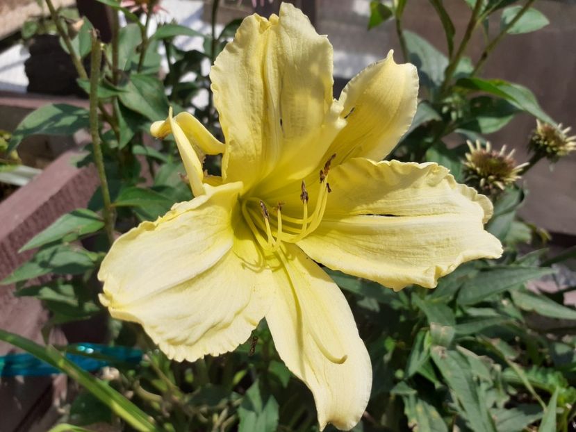  - Hemerocallis 2021