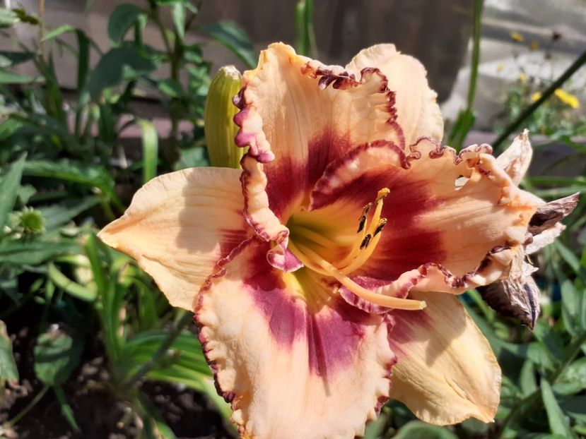 Chief of staff - Hemerocallis 2021