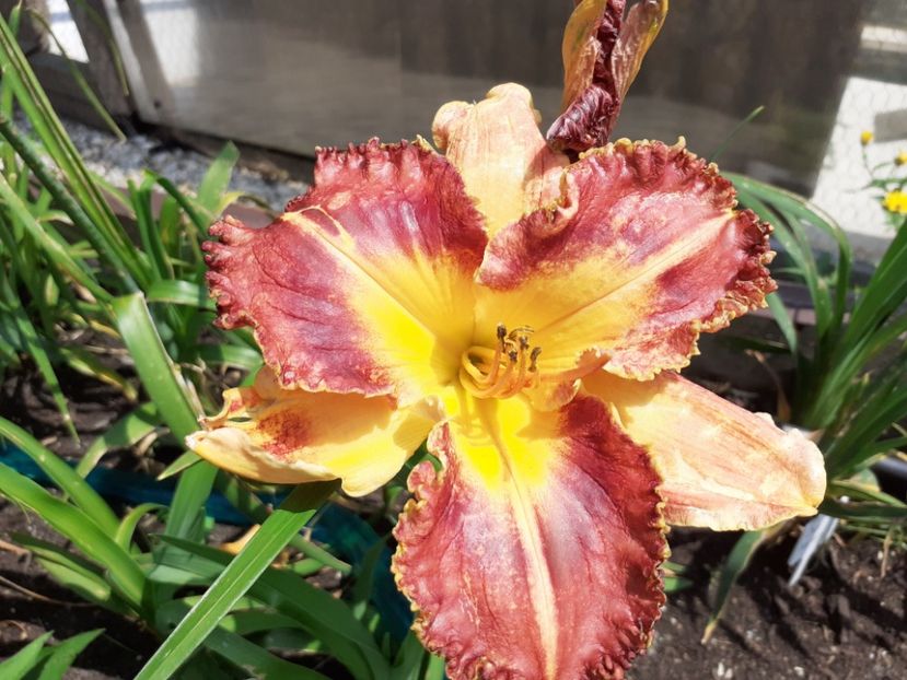 Barracuda Bay - Hemerocallis 2021
