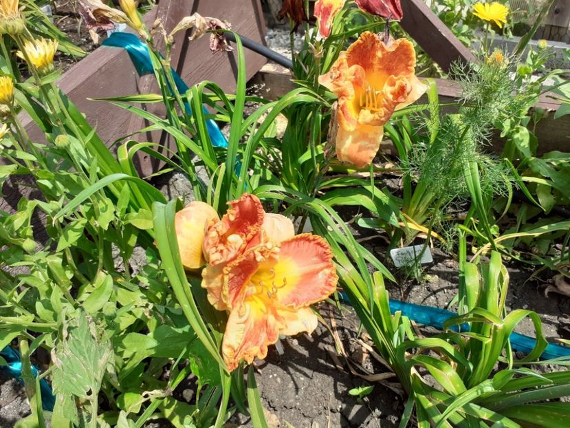  - Hemerocallis 2021