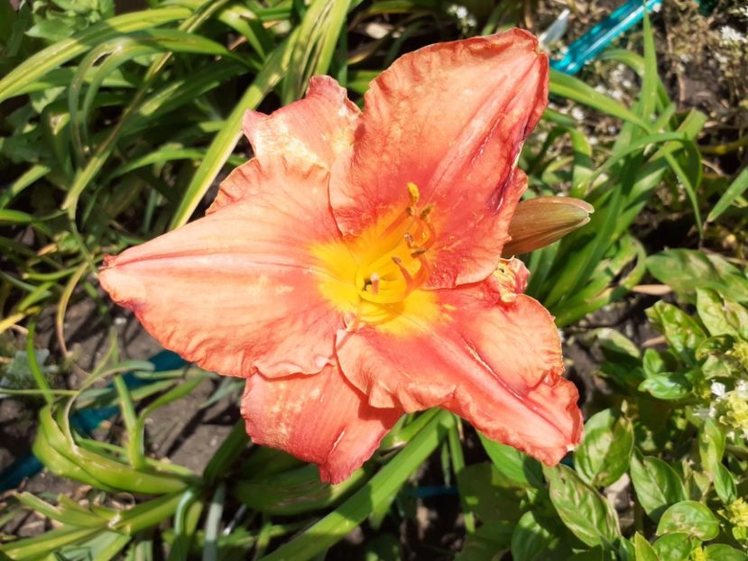 South Seas - Hemerocallis 2021