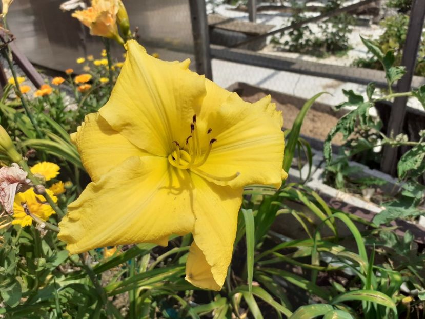 Inku zelts - Hemerocallis 2021