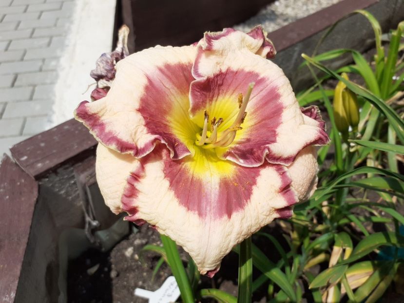 Doug Warner - Hemerocallis 2021