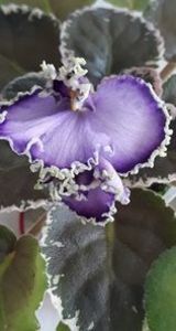 21 iun - LE Galateya