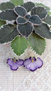 29 iun - LE Galateya