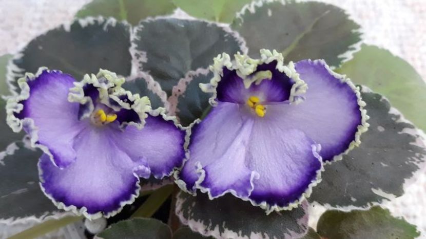 29 iun - LE Galateya