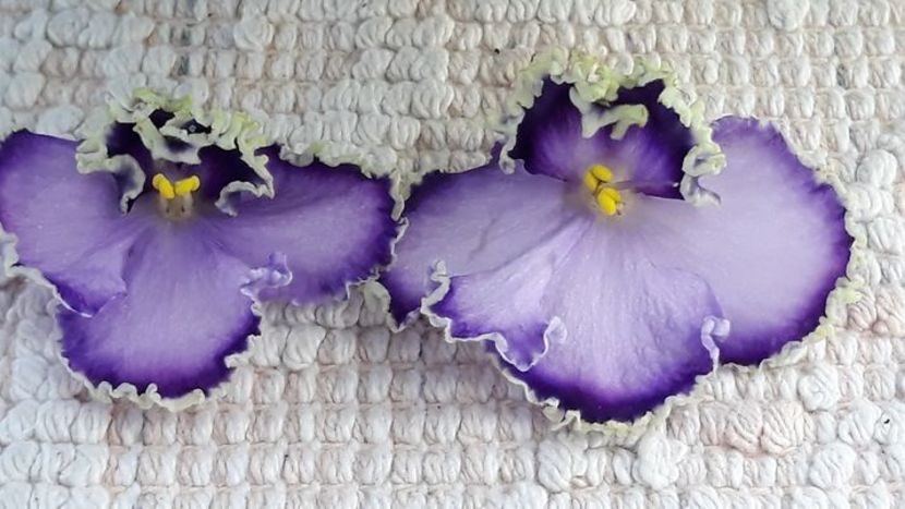 29 iun - LE Galateya