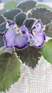 29 iun - LE Galateya