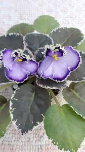 29 iun - LE Galateya