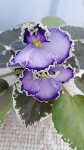 29 iun - LE Galateya