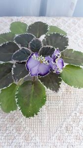 29 iun - LE Galateya