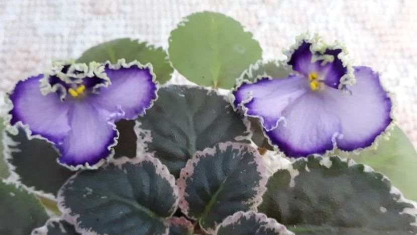 29 iun - LE Galateya