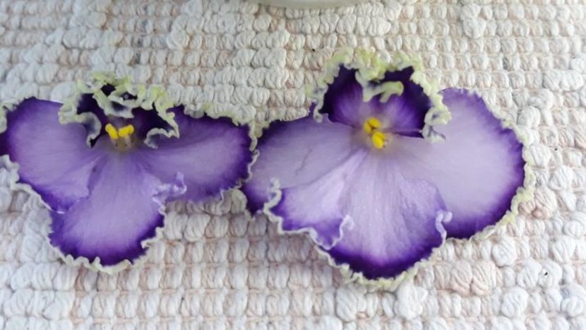 29 iun - LE Galateya