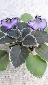 29 iun - LE Galateya