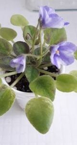 21 iun - ZZ The Wind of Wanderings - chimera din frunza de N Robinson