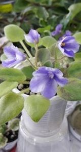 21 iun - ZZ The Wind of Wanderings - chimera din frunza de N Robinson