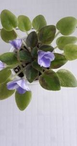 21 iun - ZZ The Wind of Wanderings - chimera din frunza de N Robinson