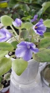 21 iun - ZZ The Wind of Wanderings - chimera din frunza de N Robinson