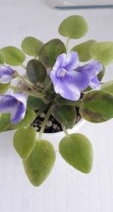 21 iun - ZZ The Wind of Wanderings - chimera din frunza de N Robinson