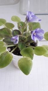 21 iun - ZZ The Wind of Wanderings - chimera din frunza de N Robinson