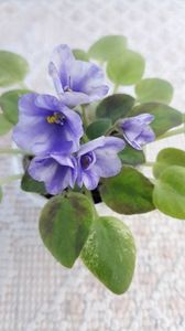 29 iun - ZZ The Wind of Wanderings - chimera din frunza de N Robinson