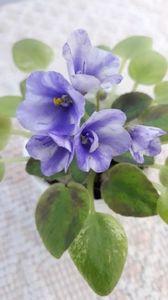 29 iun - ZZ The Wind of Wanderings - chimera din frunza de N Robinson