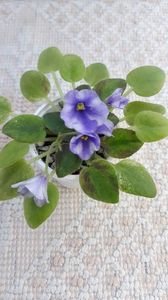 29 iun - ZZ The Wind of Wanderings - chimera din frunza de N Robinson