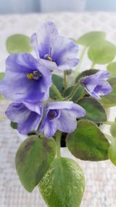 29 iun - ZZ The Wind of Wanderings - chimera din frunza de N Robinson