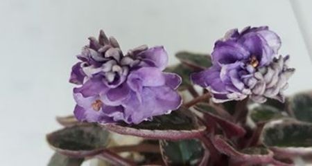 21 iun - LE Gornaya Lavanda