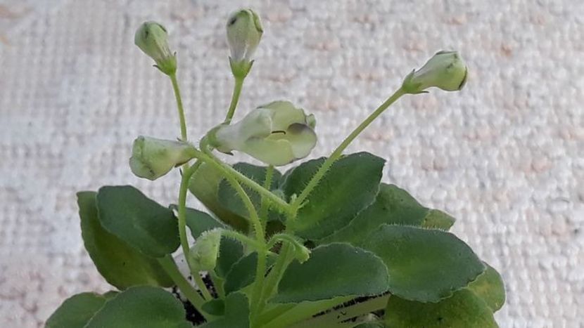 29 iun - Morgan s Junior Mint