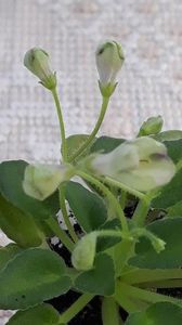 29 iun - Morgan s Junior Mint