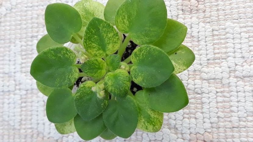 29 iun - N Wind over the Islands