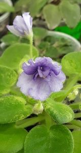 7 iul - N Wind over the Islands